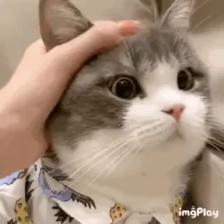 🐰