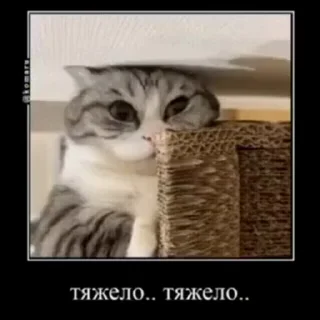 🐱