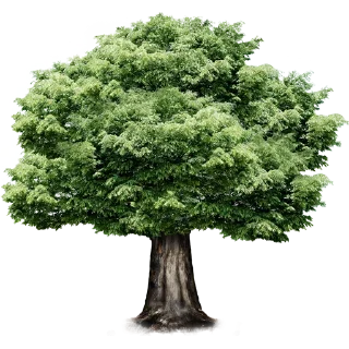 🌳