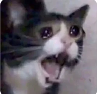 😭