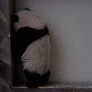 🐼