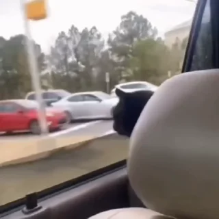 🐈