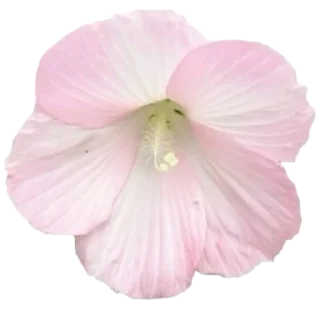 🌸