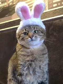 🐰