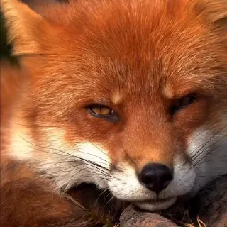 🤩
