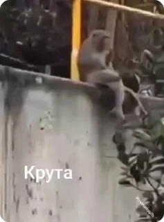 👍