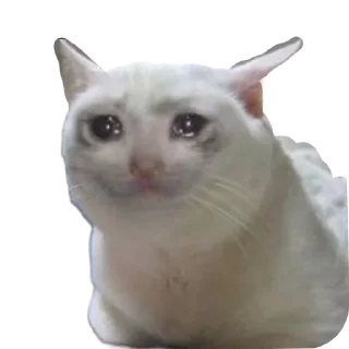 🐱