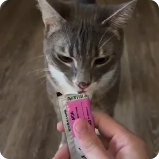 🍽️