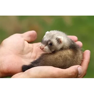 🤲
