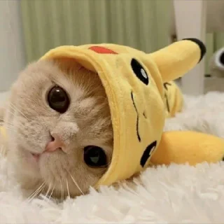 😺