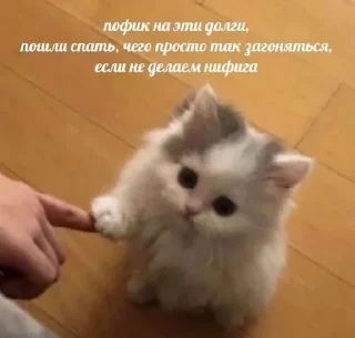 😼