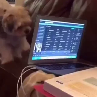 🐩