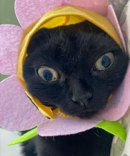 😠