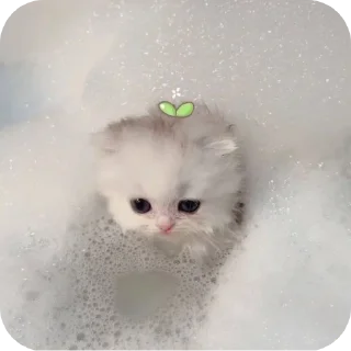 🐱