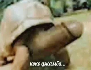 🐢