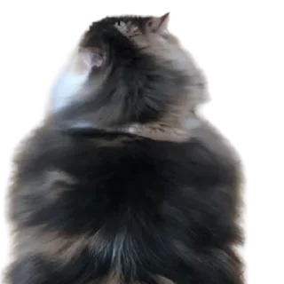 😺