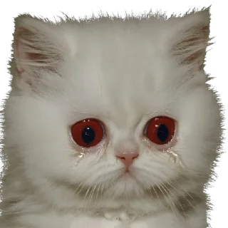 🐱