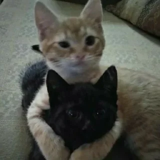 💗
