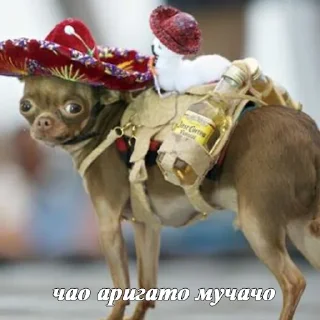 🐶