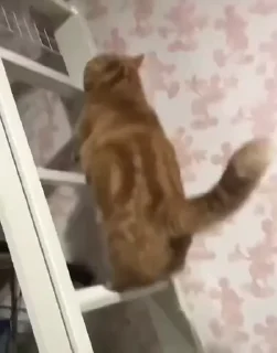 🐱
