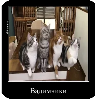 🐱