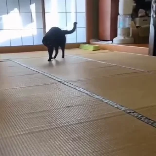 🐈