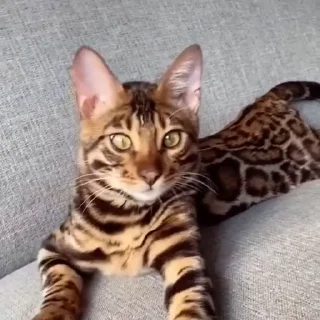 🤩
