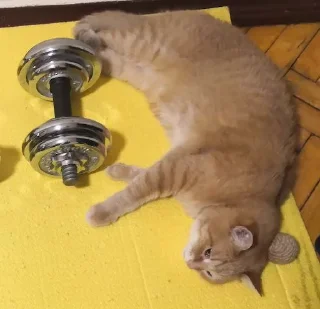 💪