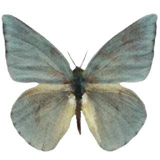 🦋