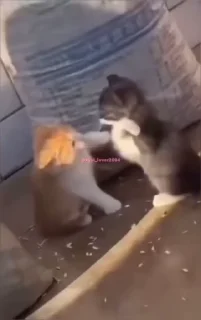 😡