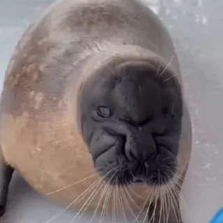 🦭