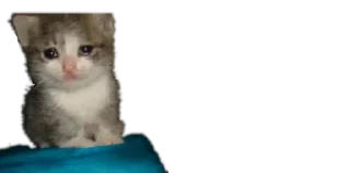 🐈
