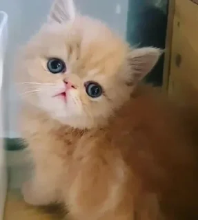 😺