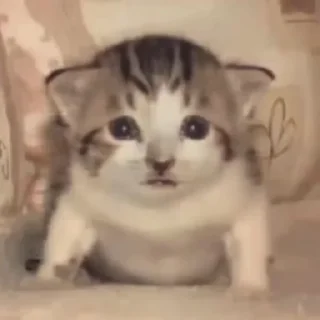 🐱