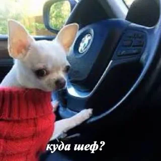 🐶