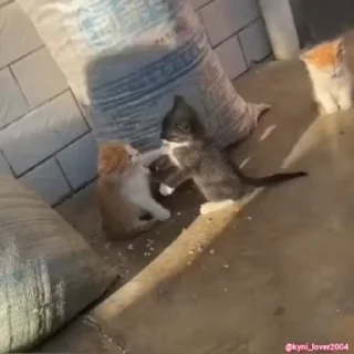 😼