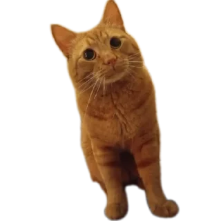 🐱