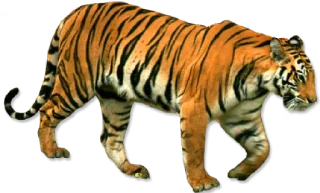 🐅