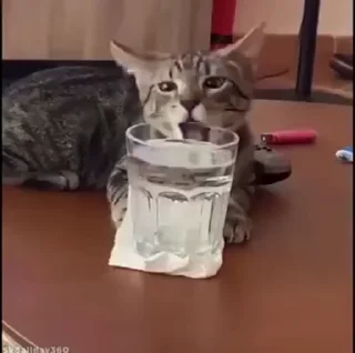 🐈