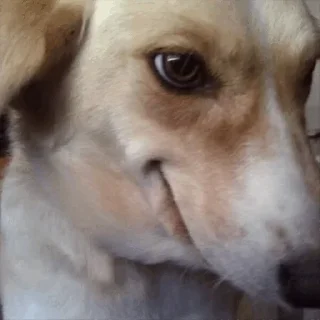 🤠