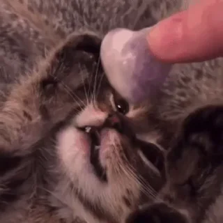 🐱