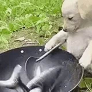 🐟