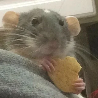 🍴