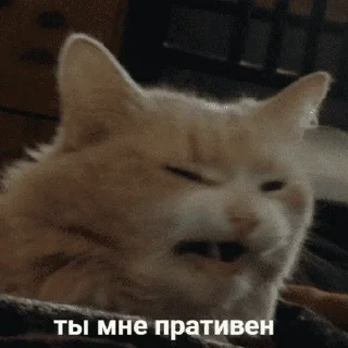 😺
