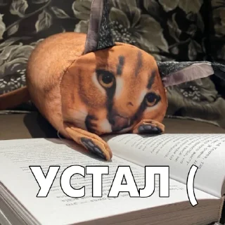 😪