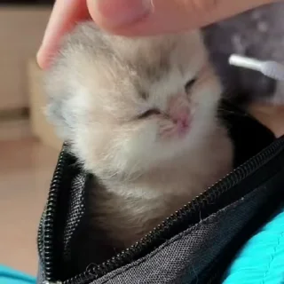 😺