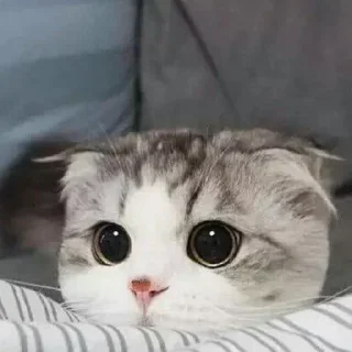 🥲