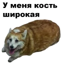 🐶