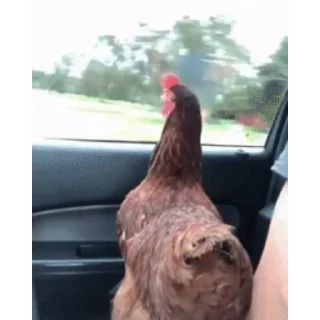🐔