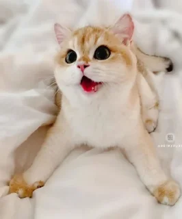 😍